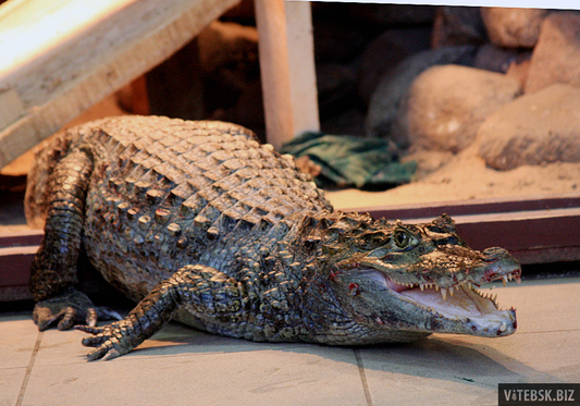 В Витебском зоопарке появился крокодил