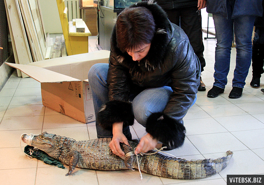 В Витебском зоопарке появился крокодил