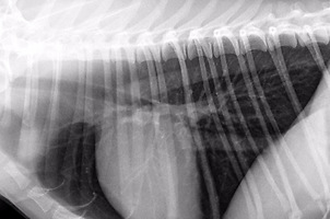 Сердце и сосуды грудной полости собаки в норме (лево-правая боковая проекция лёжа)