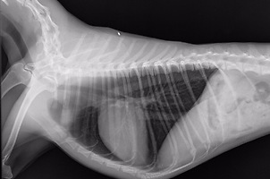 Сердце и грудные сосуды собаки в норме (лево-правая боковая проекция лёжа)